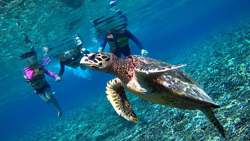 Snorkeling Trip